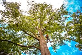 Best Stump Grinding and Removal  in Hewlett Harbor, NY