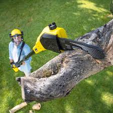 Best Tree Disease Treatment  in Hewlett Harbor, NY